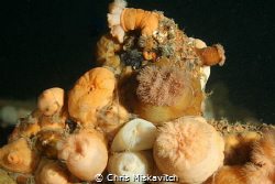 Picture was taken in 152 feet salt water on the wreck of ... by Chris Miskavitch 